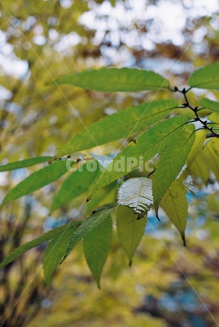 가을,풍경,비오는날,감성,단풍,식물,자연,plants,nature