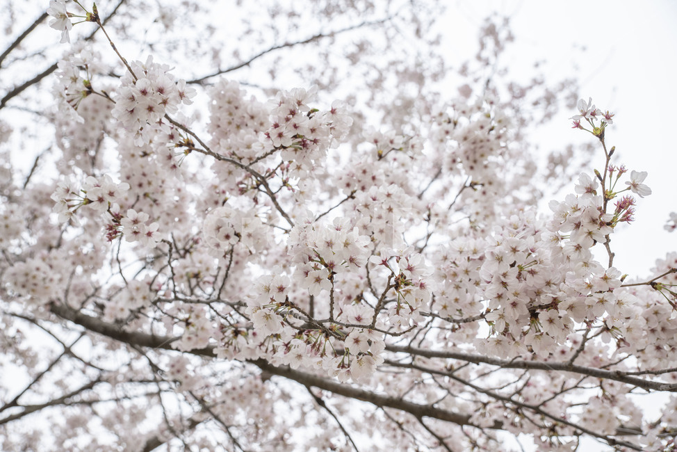 벚꽃,봄,봄꽃,벚나무,나무,꽃,plant,식물,blossom,flower