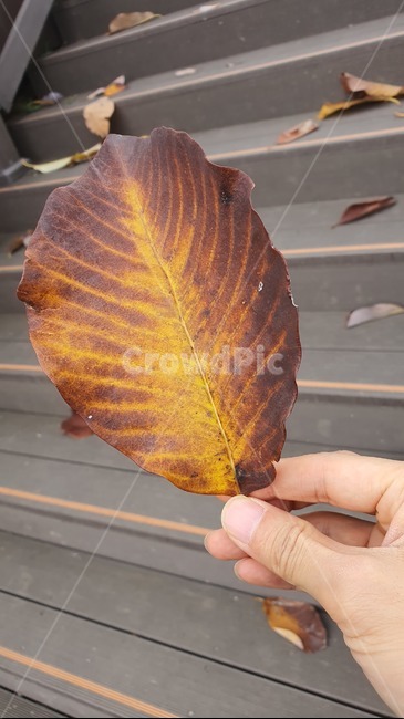 가을,낙엽,가을낙엽,잎,식물,사람,person,human,plant,leaf,veins,가을,계절,fall,autumn,season,정맥