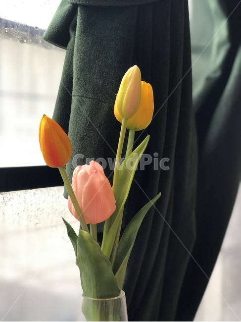 꽃,튤립,인테리어,카페,데코