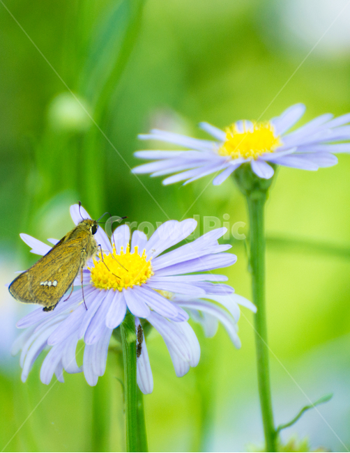 꽃,들꽃,접사,보라,푸른,생기,깔끔,식물,자연,plants,nature,꽃,flower