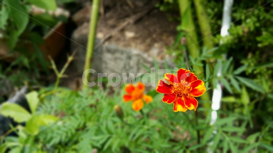 야생화,꽃,color,wildflower,flower