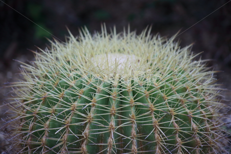 공선인장,선인장,식물,온실,cactus,식물,자연,plants,nature