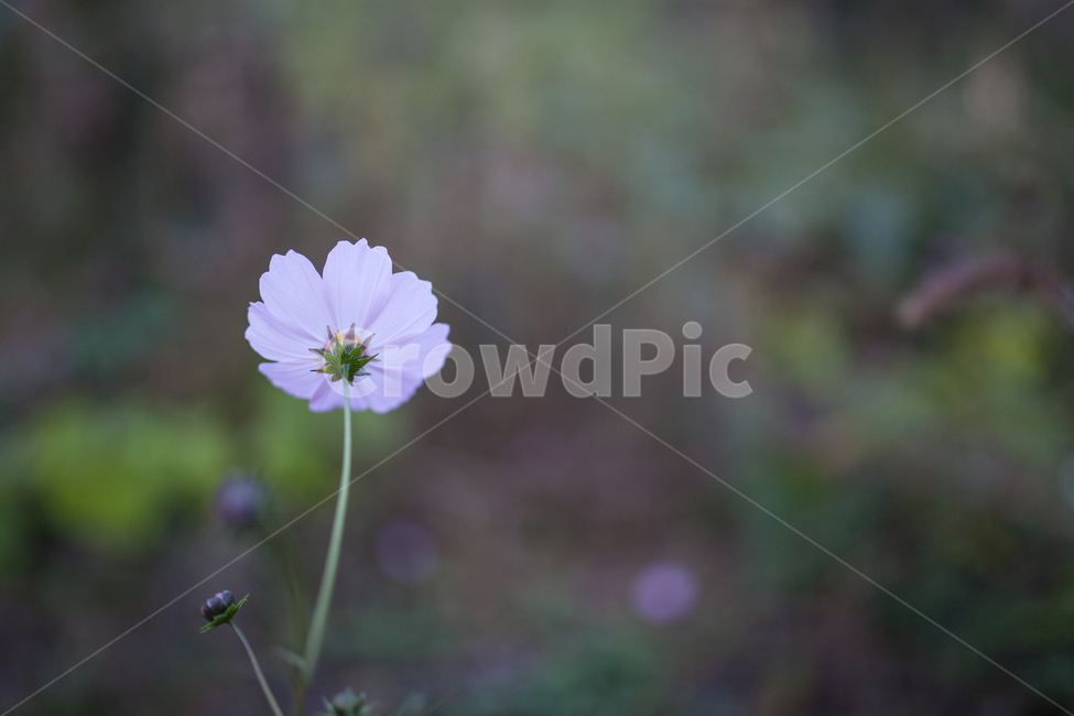 구절초,들꽃,꽃,가을,풍경,식물,botanical,flowers,식물,자연,plants,nature,꽃,flower