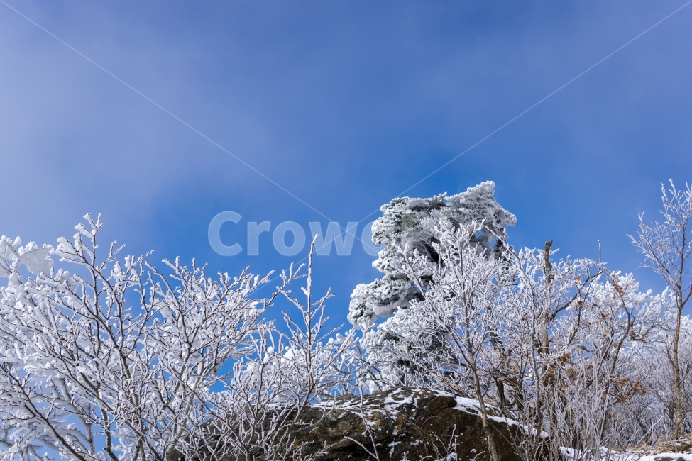 겨울풍경,풍경,겨울,눈,눈꽃,자연,감성,겨울,계절,winter,season,자연,풍경,nature,landscape,outdoors,옥외,snow,frost,서리