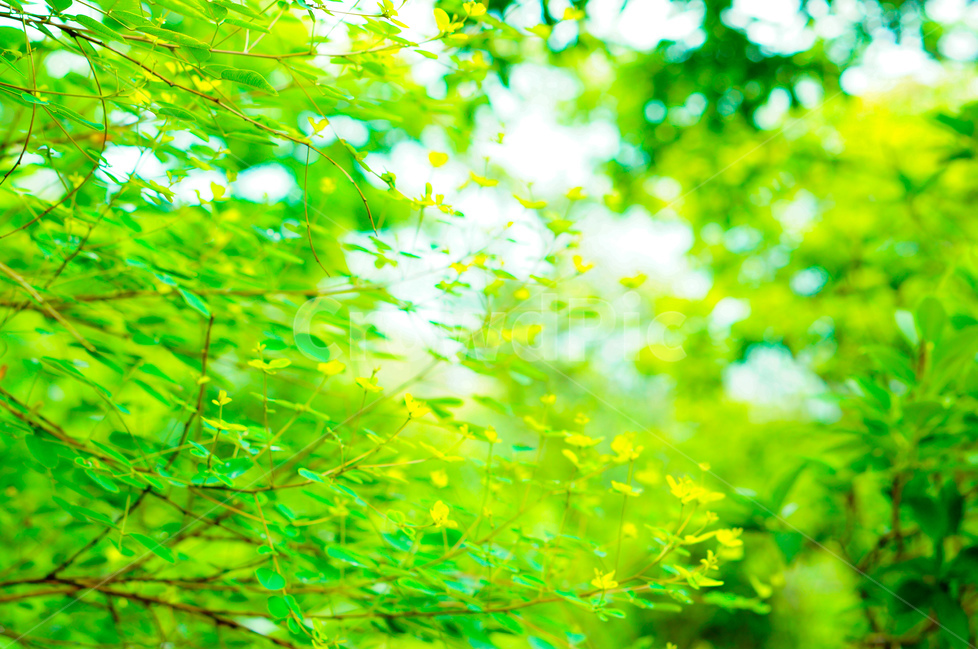 산,나뭇잎,봄,연두,산책,풍경,식물,자연,plants,nature,휴식,힐링,rest,relaxation,healing