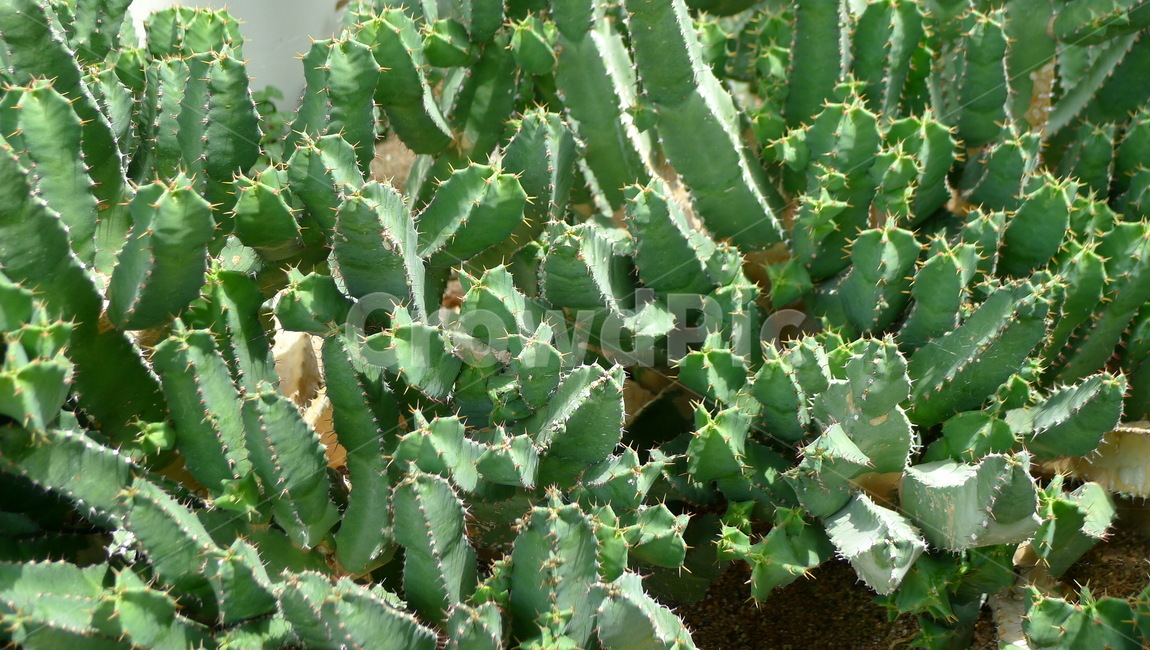 선인장,식물,자연,군집,여름,식물,자연,plants,nature