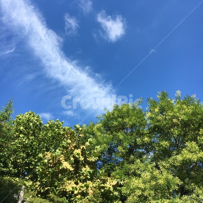 나무,하늘,구름,tree,sky,cloud