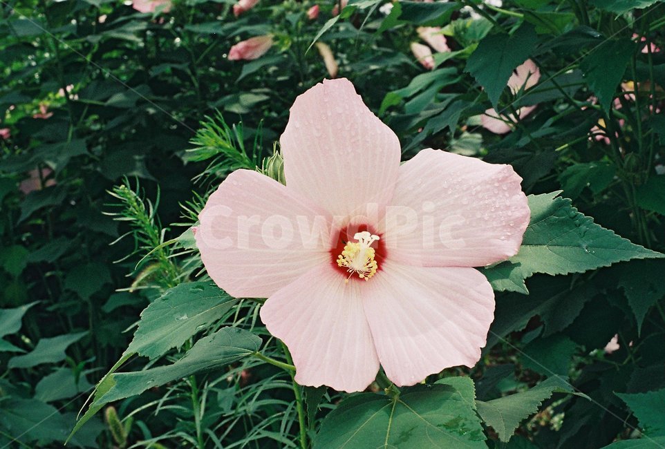 plant,식물,blossom,flower,꽃,무궁화,mugunghwa,roseofsharon,hibiscus,분홍색꽃,pink,필름사진,필름,미놀타,식물,자연,plants,nature,꽃,flower