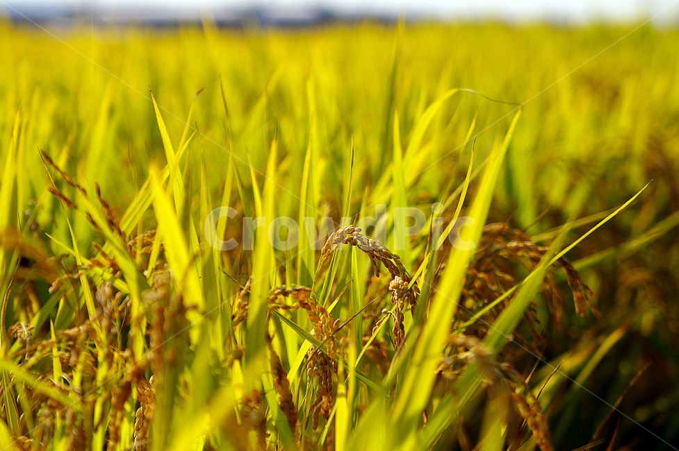 벼,가을,추석,나락,쌀,추수,곡류,곡식,cereals,농업,농사,agriculture,farming,farming industry
