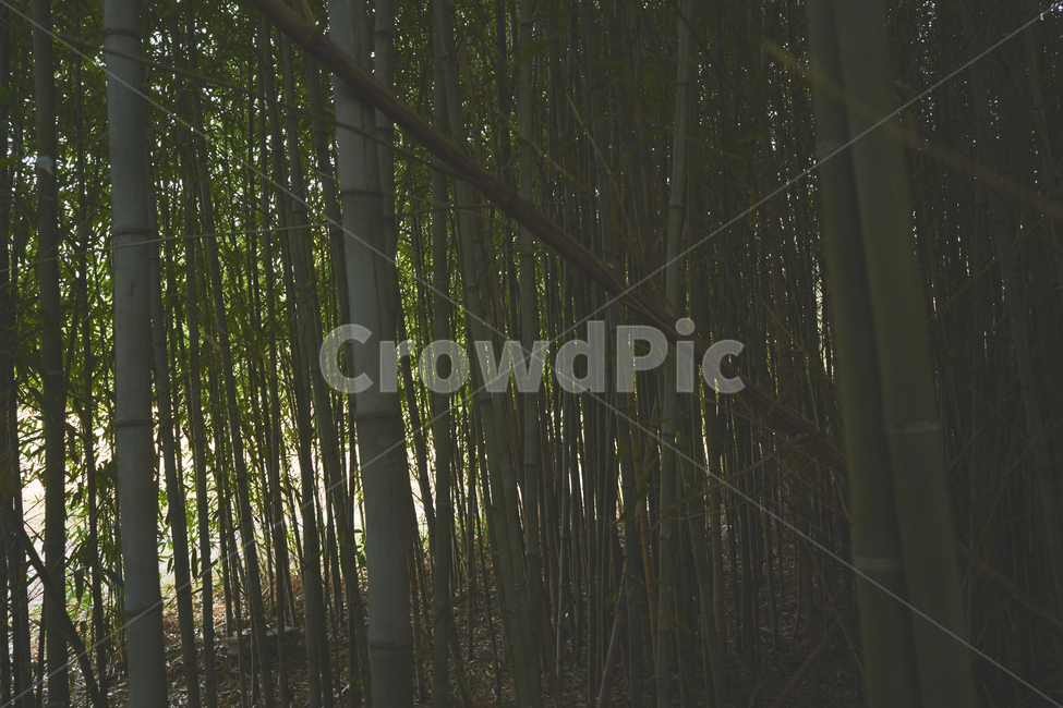 대나무,숲,숲속,나무,plant,식물,식물,자연,plants,nature,나무,trees,wood
