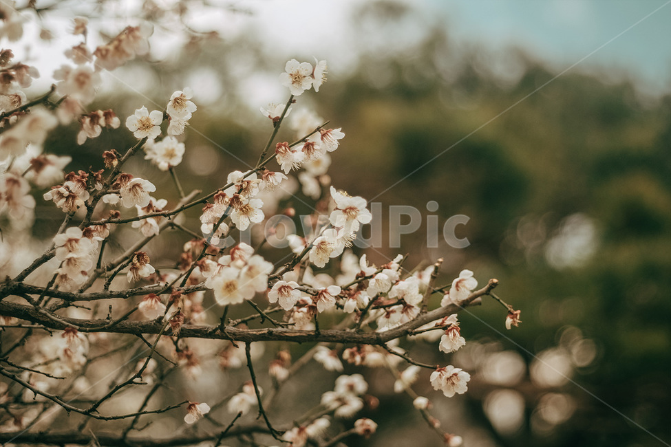 자연,매화,꽃,봄,매화꽃,spring,flower,nature,식물,plant,봄,계절,spring,season,식물,자연,plants,nature,꽃,flower,blossom