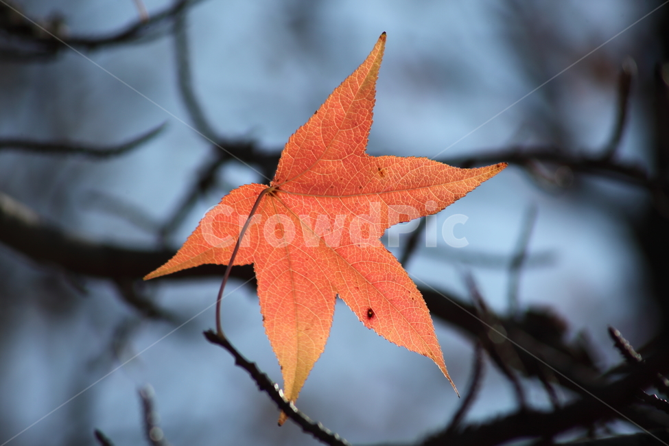 단풍,미국풍나무,가을,liquidambarstyraciflua,sweetgum,가을,계절,fall,autumn,season,식물,자연,plants,nature,plant,leaf,잎,tree,나무