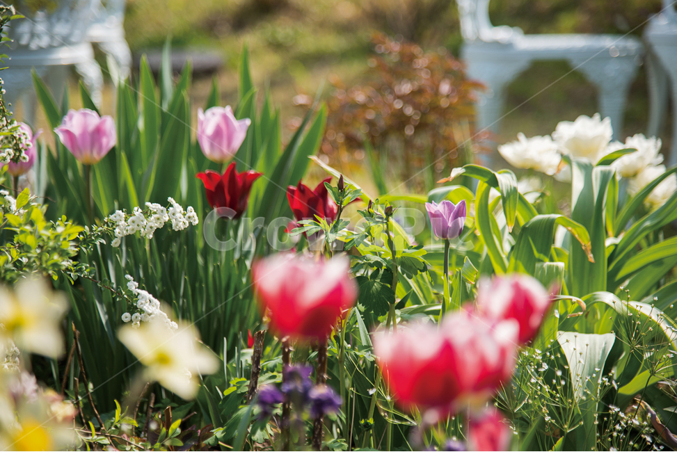 gardening,flower garden,flower,spring flowers,spring,plant,garden,colorful