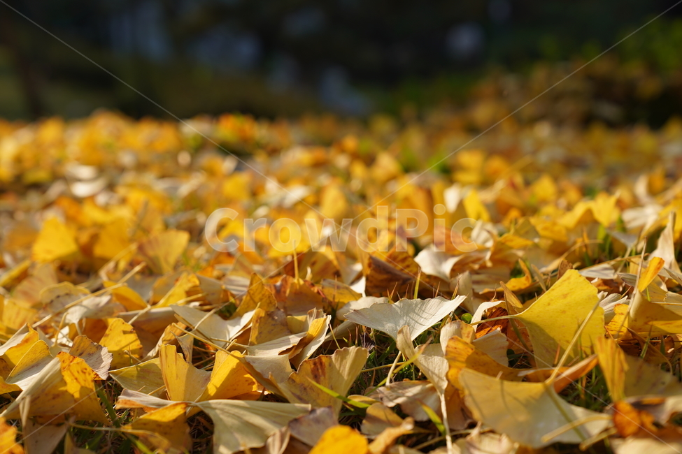 은행,떨어진은행,은행잎,노란은행잎,은행나뭇잎,가을,계절,fall,autumn,season,leaf,잎,plant,식물,tree,나무