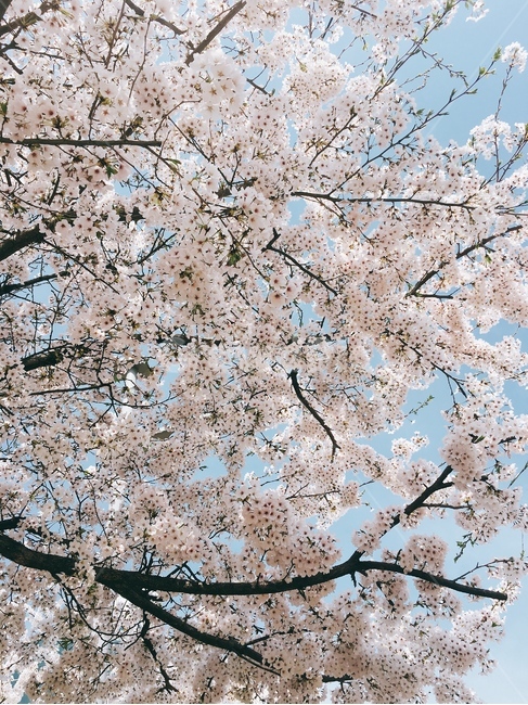꽃,나무,하늘,봄,벚꽃,식물,자연,봄꽃,4월,5월,봄날,벚꽃놀이,핑크,pink,봄,계절,spring,season,식물,자연,plants,nature,꽃,flower,plant,blossom,cherry blossom