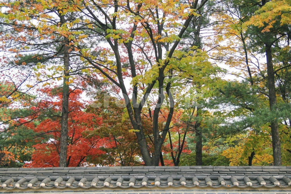 감성사진,가을,풍경,단풍나무,자연,korea,seoul,서울,한국,autumn,fall,가을,계절,fall,autumn,season,한국전통,한국문화,korean traditional,korean culture,식물,자연,plants,nature,나무,trees,wood,tree,plant
