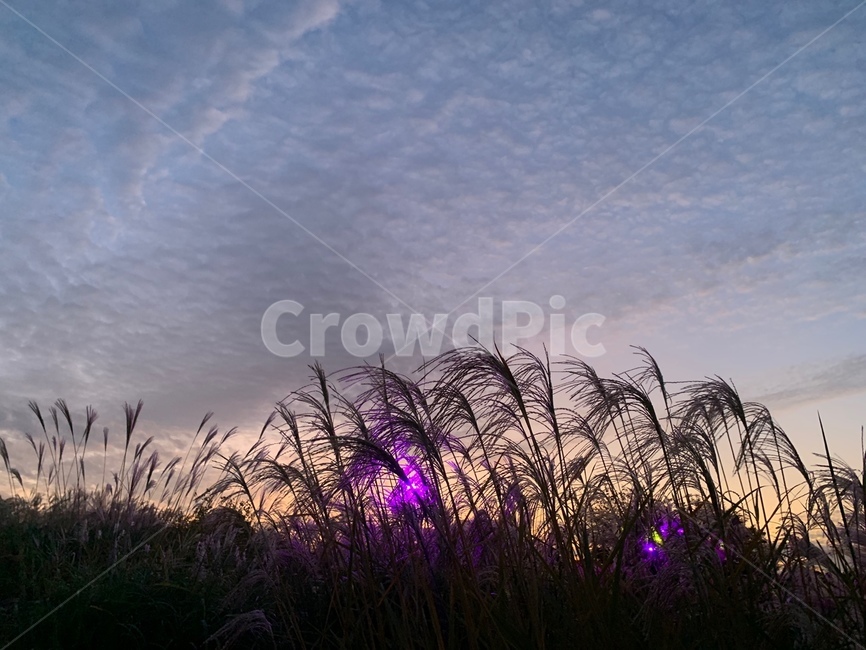 억새축제,억새,가을,식물,노을,자연,풍경,nature,landscape,grass,잔디,plant,lawn