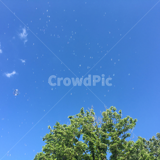 하늘,백그라운드,배경,background,감성사진,비누방울,여백,sky,bubble,버블,나무,tree,감성,자연,풍경,nature,landscape