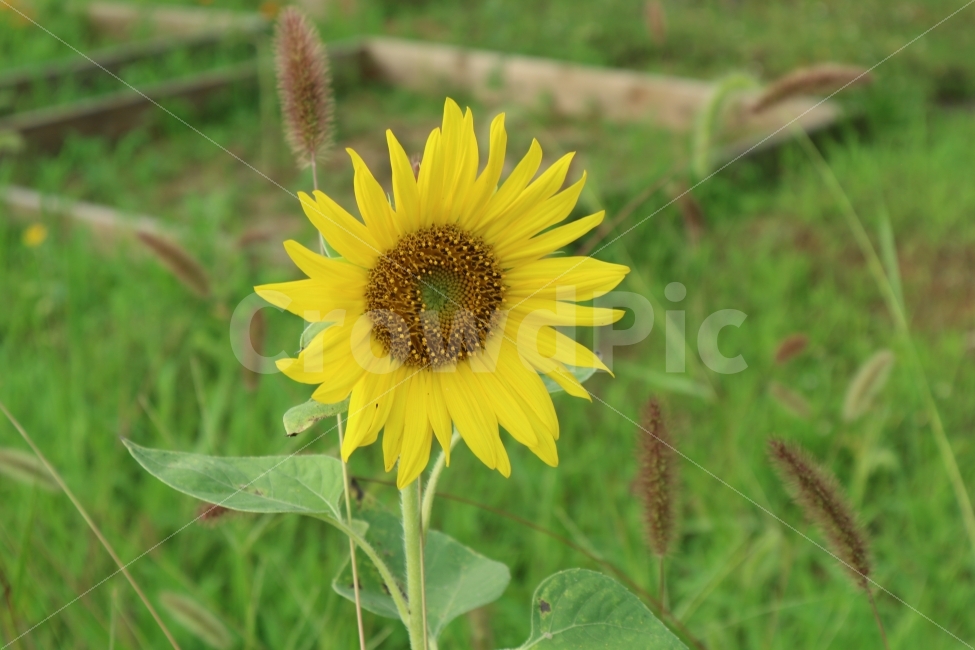 꽃,자연,해바라기,감성,색감,풍경,여름,계절,summer,season,식물,자연,plants,nature,꽃,flower,plant,blossom