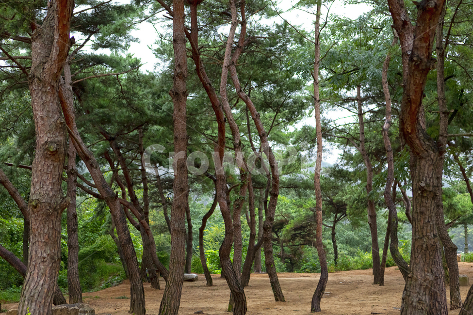 솔잎,소나무,자연,공원,금강송,목재,송진,정절,장수,푸른,자연,풍경,nature,landscape,식물,plants,나무,trees,wood,tree,plant,tree trunk,나무 줄기