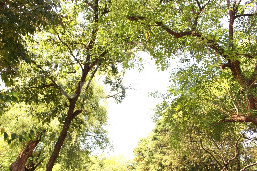 산책,길,나들이,야외,정원,공원,나무,식물,하늘,햇빛,햇살,봄,여름,흙길,소풍,풍경,틈,틈새,나뭇잎,가지,자연,풍경,nature,landscape,여름,계절,summer,season,vegetation,초목,plant,tree,forest,숲,woodland,삼림지,outdoors,옥외,land,땅,grove,작은 숲,tree trunk,나무 줄기