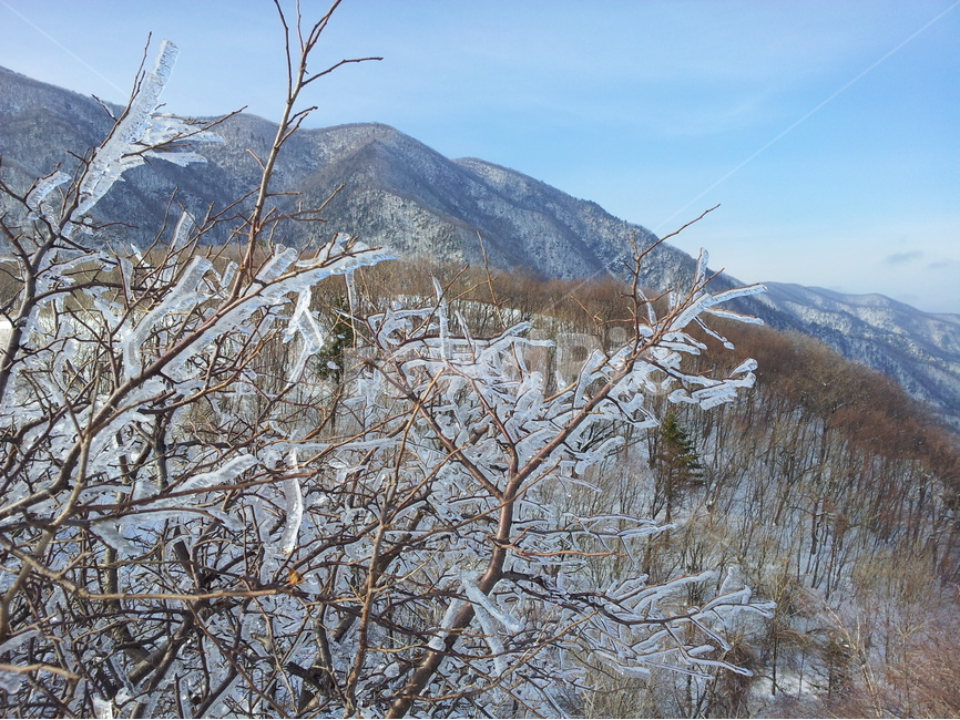오대산,설경,상고대,눈,겨울,국립공원,겨울,계절,winter,season,자연,풍경,nature,landscape,한국자연풍경,한국자연경관,korea nature landscape,outdoors,옥외,ice,빙,snow,mountain,산