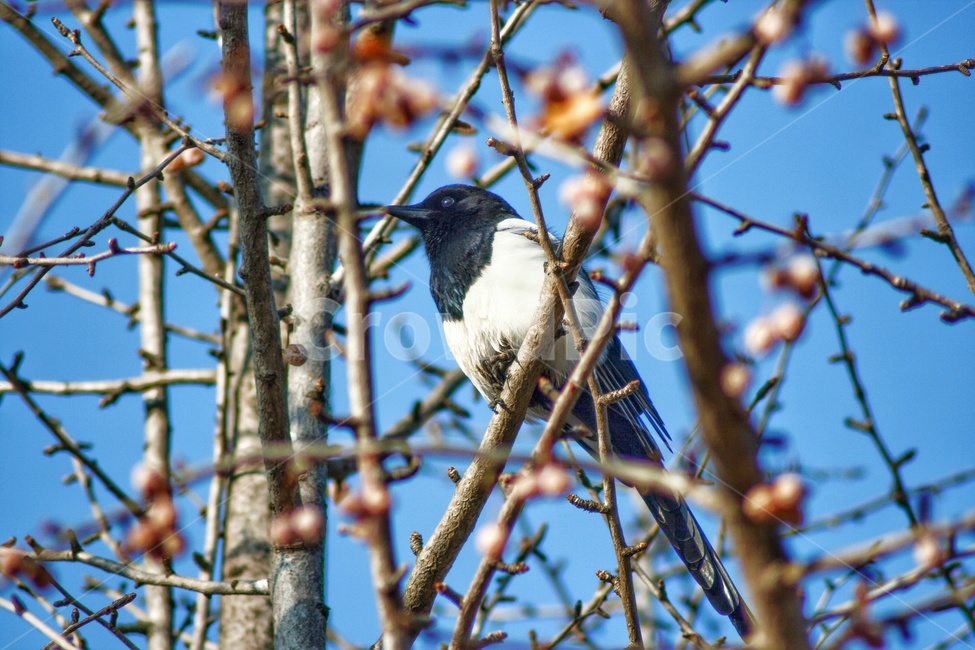까치,새,동물,야생동물,animal,bird,동물,animal,조류,새,birds