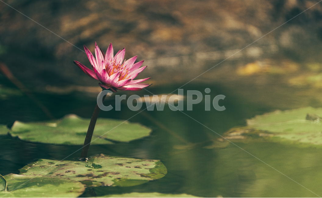 꽃,봄꽃,flower,연꽃,plants,핑크색,식물,자연,plants,nature,꽃,flower