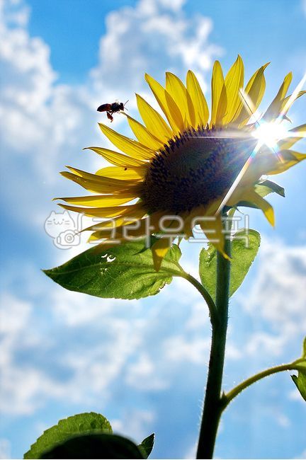 plant,식물,해바라기벌,하늘,구름,날씨,플레어,식물,자연,plants,nature,꽃,flower