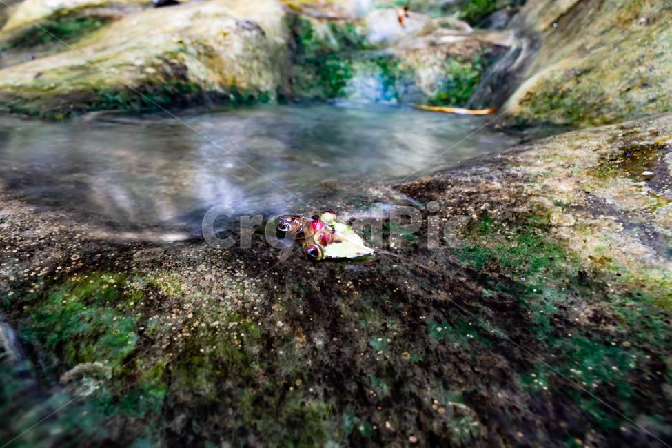 nature,자연,water,물,열매
