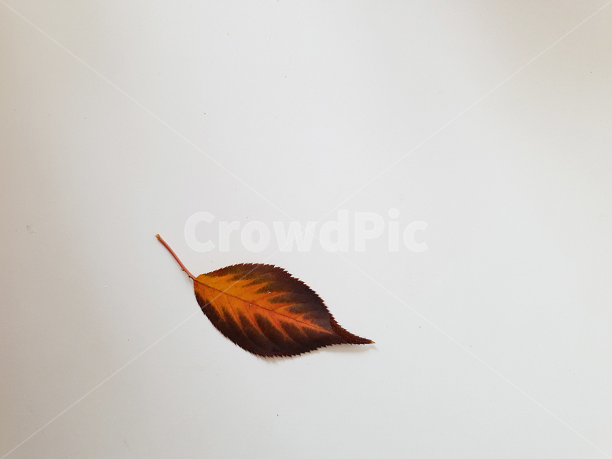 leaf,fallenleaves,maple,단풍,낙엽,잎,잎사귀,감잎,분위기,가을,나뭇잎,나무잎,배경,가을,계절,fall,autumn,season,식물,자연,plants,nature