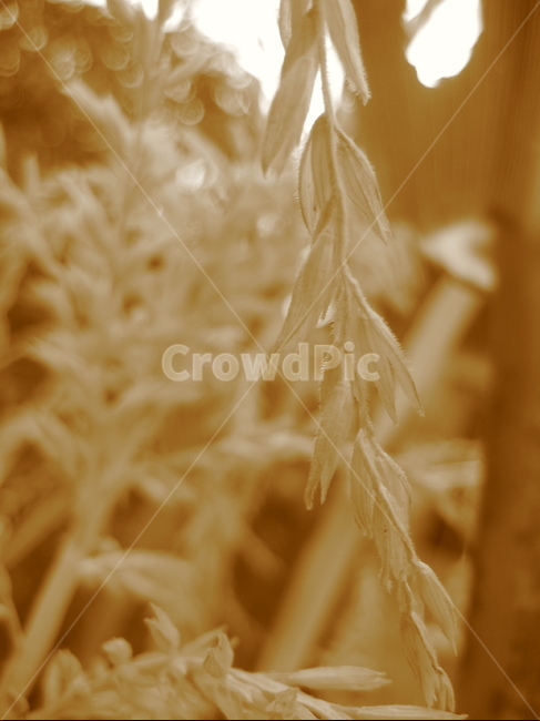 잎,잎사귀,식물,plant,자연,식물,자연,plants,nature