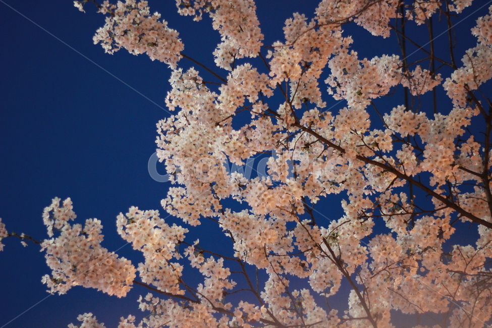봄,벚꽃,가로등,밤하늘,꽃,봄,계절,spring,season,야경,밤,풍경,nightscape,night,landscape,plant,식물,flower,blossom