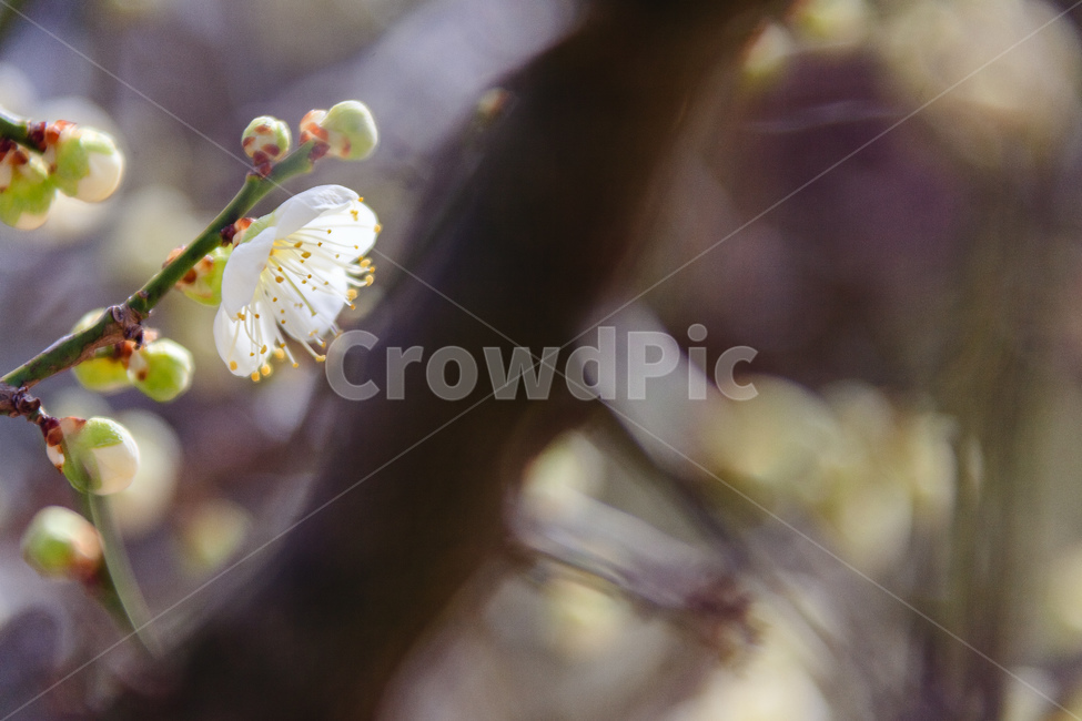 매화,식물,꽃,봄,꽃들,꽃잎,봄,계절,spring,season,식물,자연,plants,nature,꽃,flower,plant