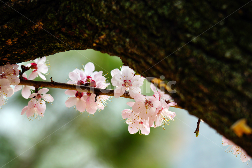 살구나무꽃,봄꽃,한국자연,꽃,꽃사진,플라워,flower,봄,spring,식물,plants,자연,nature,풍경,landscape,계절,season,snap,스냅,접사,macro,closeup,클로즈업,감성사진,감성,힐링,healing,느낌,feel,feeling,꽃밭,화단,나무,나뭇가지,tree,꽃봉오리,4월,April,살구나무,봄,계절,spring,season,식물,자연,plants,nature,꽃,flower,plant