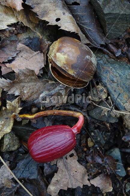 도토리,상수리,생명력,숲,흙,식물,자연,plants,nature