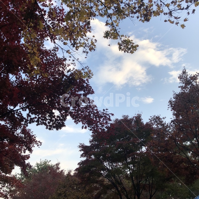 자연,풍경,하늘,단풍,단풍잎,구름,나무,nature,sky,maple