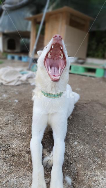 강아지,반려견,반려동물,귀여운,동물,동물,animal,포유류,mammal,개,강아지,dog,doggy