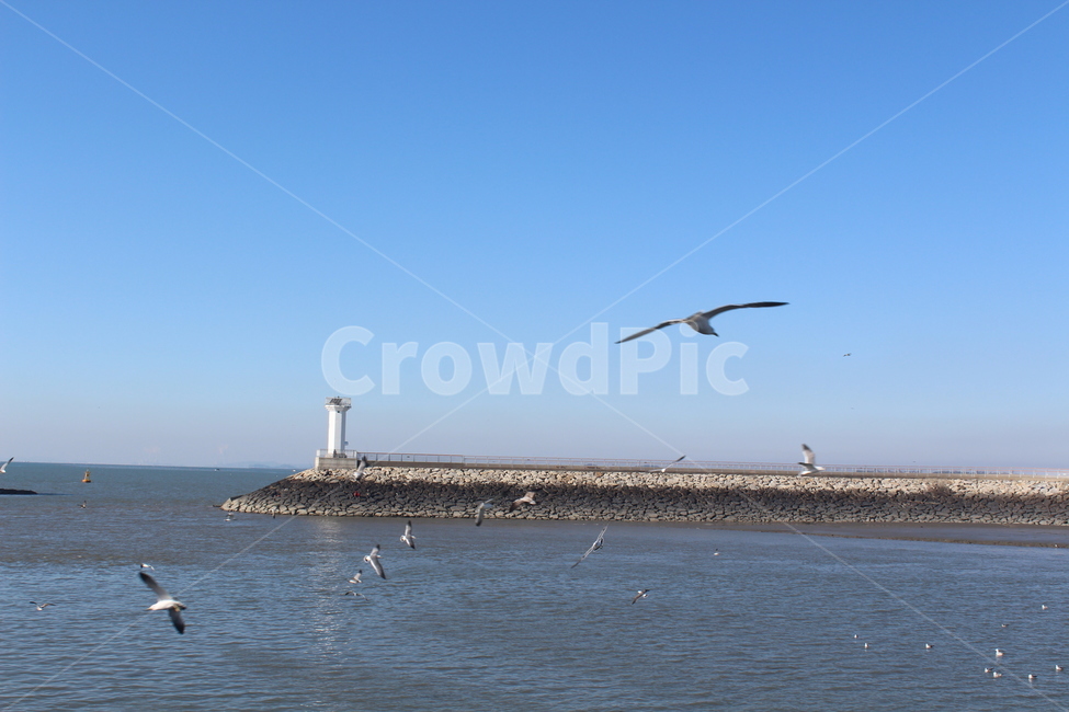flying,새,bird,animal,갈매기,등대