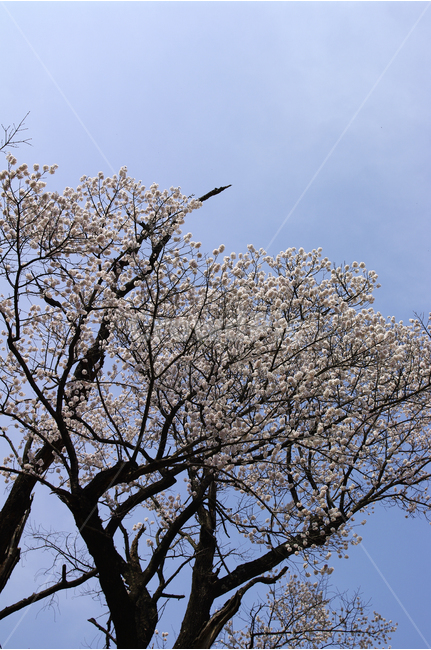 벚나무,벚꽃,꽃,식물,나무,하늘,flower,봄,계절,spring,season,식물,자연,plants,nature,꽃,flower,나무,trees,wood