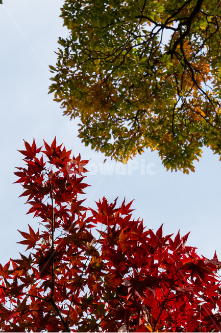 단풍,산,나무,landscape,배경화면,하늘,sky,가을,계절,fall,autumn,season,자연,풍경,nature,landscape,leaf,잎,plant,식물,tree,maple
