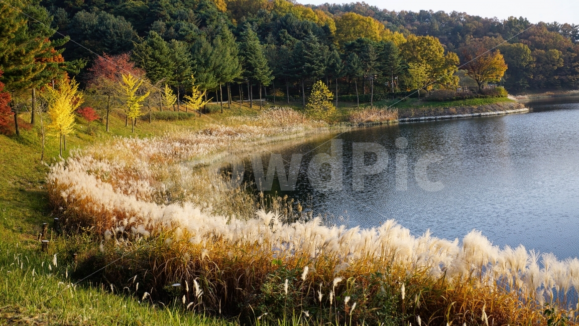 풍경,가을,청남대,충북,경치,가을,계절,fall,autumn,season,자연,풍경,nature,landscape,한국자연풍경,한국자연경관,korea nature landscape,water,물,outdoors,옥외
