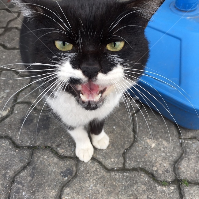 고양이,귀엽다,시크,아기고양이,cat,동물,animal,포유류,mammal,고양이,cat,kitten,kitty