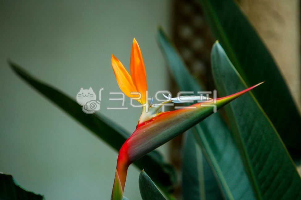 nature,greenhouse,Botanical garden,Insect Botanical Garden,flower,Seoul Forest,plant,bird of paradise