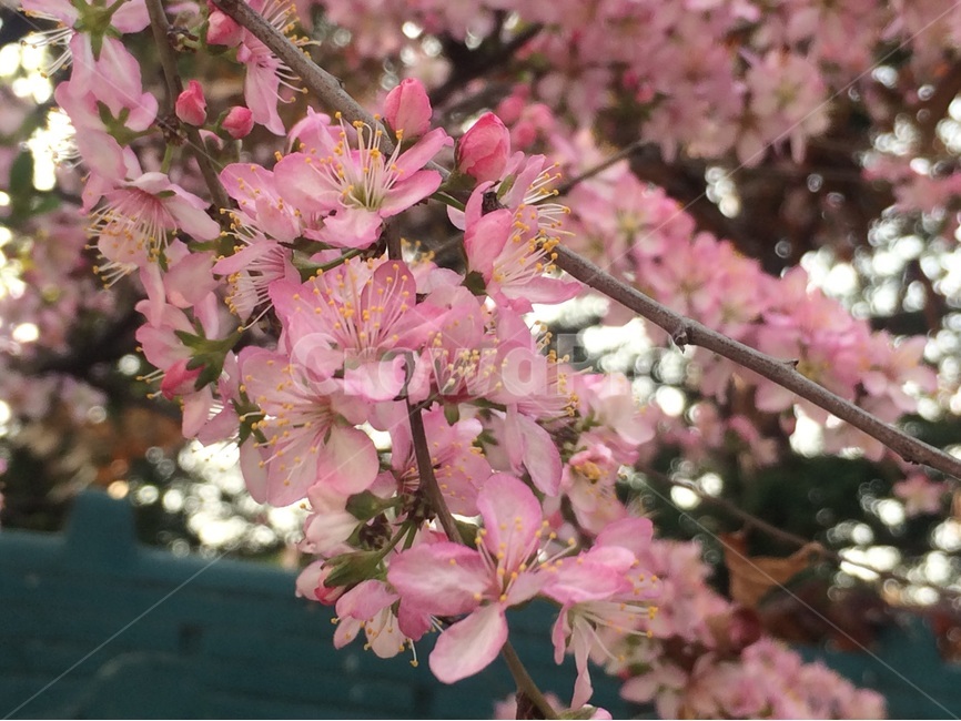 봄,벚꽃,가로수,벚꽃나무,꽃,봄,계절,spring,season,식물,자연,plants,nature,꽃,flower,plant,cherry blossom,blossom