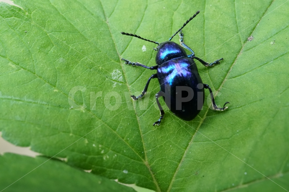 중국청람색잎벌레,Chrysochuschinensis,곤충,insect,벌레,자연,nature,식물,여름,summer,딱정벌레,7월,접사,macro,이파리,동물,animal,근접촬영,생명,감성,감성사진,힐링,힐링사진,신비,신비한,신비하다,신기,신기한,신기하다,snap,스냅,스냅사진,스냅샷,스넵,스넵사진,스넵샷,snapshot,그린,green,녹색,연두,연두색,윤기,광,반들반들,매끈매끈,풍경,landscape,한국자연,한국의자연,동물,animal,곤충,벌레,insect,bug