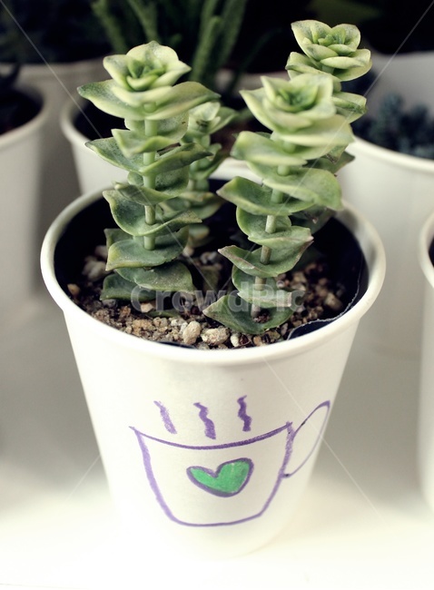 다육이,식물,꽃,초록,힐링,생기,파릇,나무,실내용화초,화분,화초,house plant