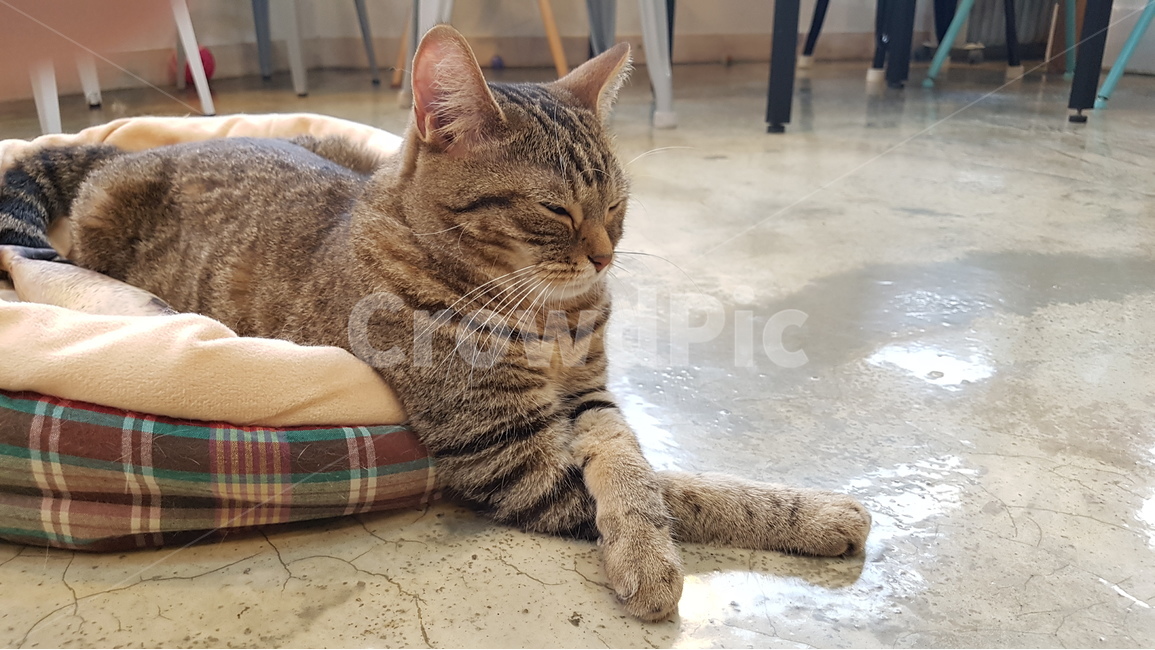 고양이,동물,cat,애완동물,코리안숏헤어,코숏,animal,반려묘,냥이,kitten,kitty,동물,animal,포유류,mammal,고양이,cat,kitten,kitty