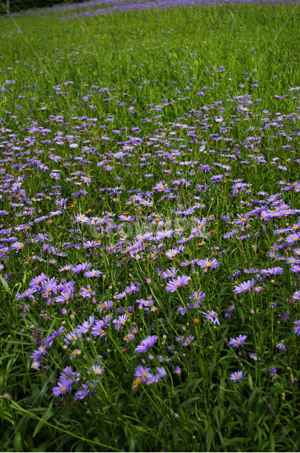 벌개미취,꽃밭,꽃,flower,식물,plant,식물,자연,plants,nature,꽃,flower